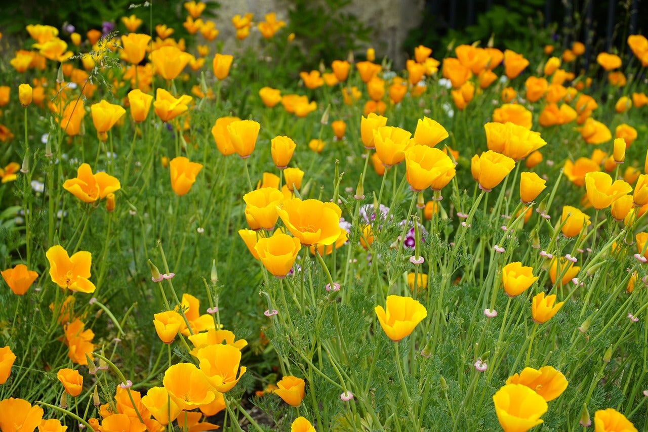How to Grow Poppies From Seed for a Poppy Superbloom in Your Own