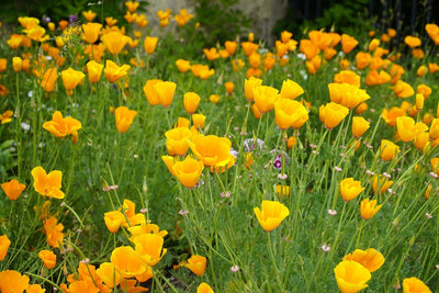 How to grow poppies from seed for your own superbloom!