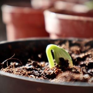 seedling potting soil mix Seeding & Cutting Soil – Fine Starter Mix for Seeds and Cuttings
