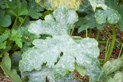 Powdery Mildew Prevention and Treatment Tips to the Rescue!