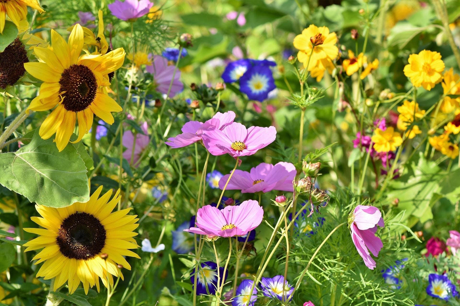 8 Fast and Easy Flowers to Grow from Seed for Vibrant Blooms  Sow Right  Seeds