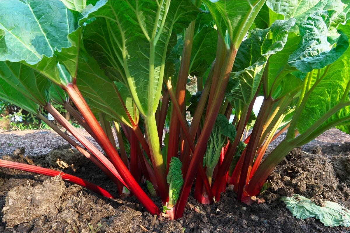 KangaRhu Rhubarb: Perennial Vegetables from Gurney's