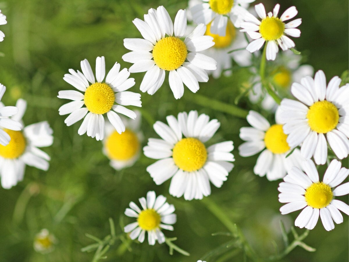 Chamomile Flowers Chamomile Flowers