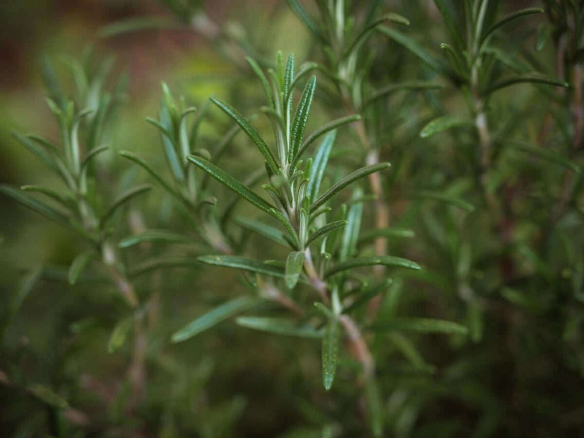 Rosemary: Learn How To Plant, Grow and Harvest