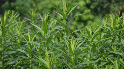 From Seed to Harvest: The Herb Gardeners Guide to Growing Russian Tarragon
