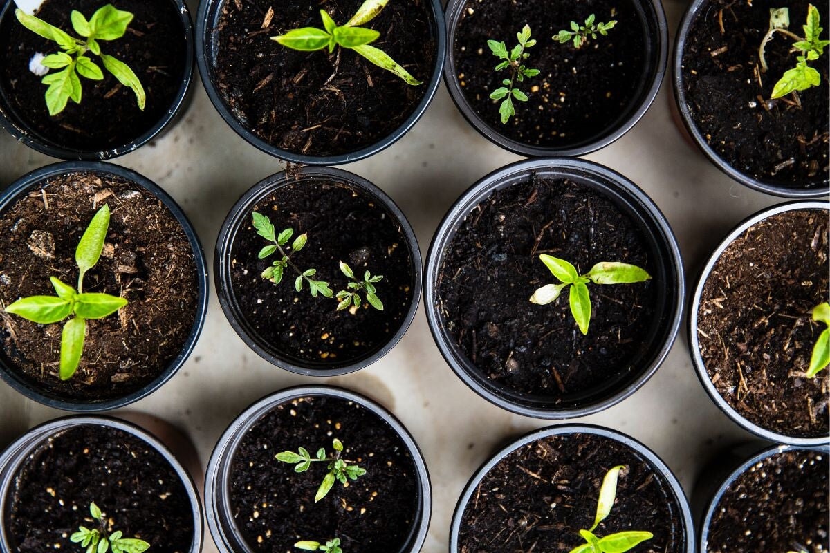 Starting Seeds Indoors: Everything You Need to Know for Success  Sow Right  Seeds