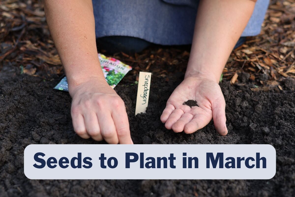 Best Seeds to Plant in March-Indoor and Outdoor Varieties  Sow Right Seeds