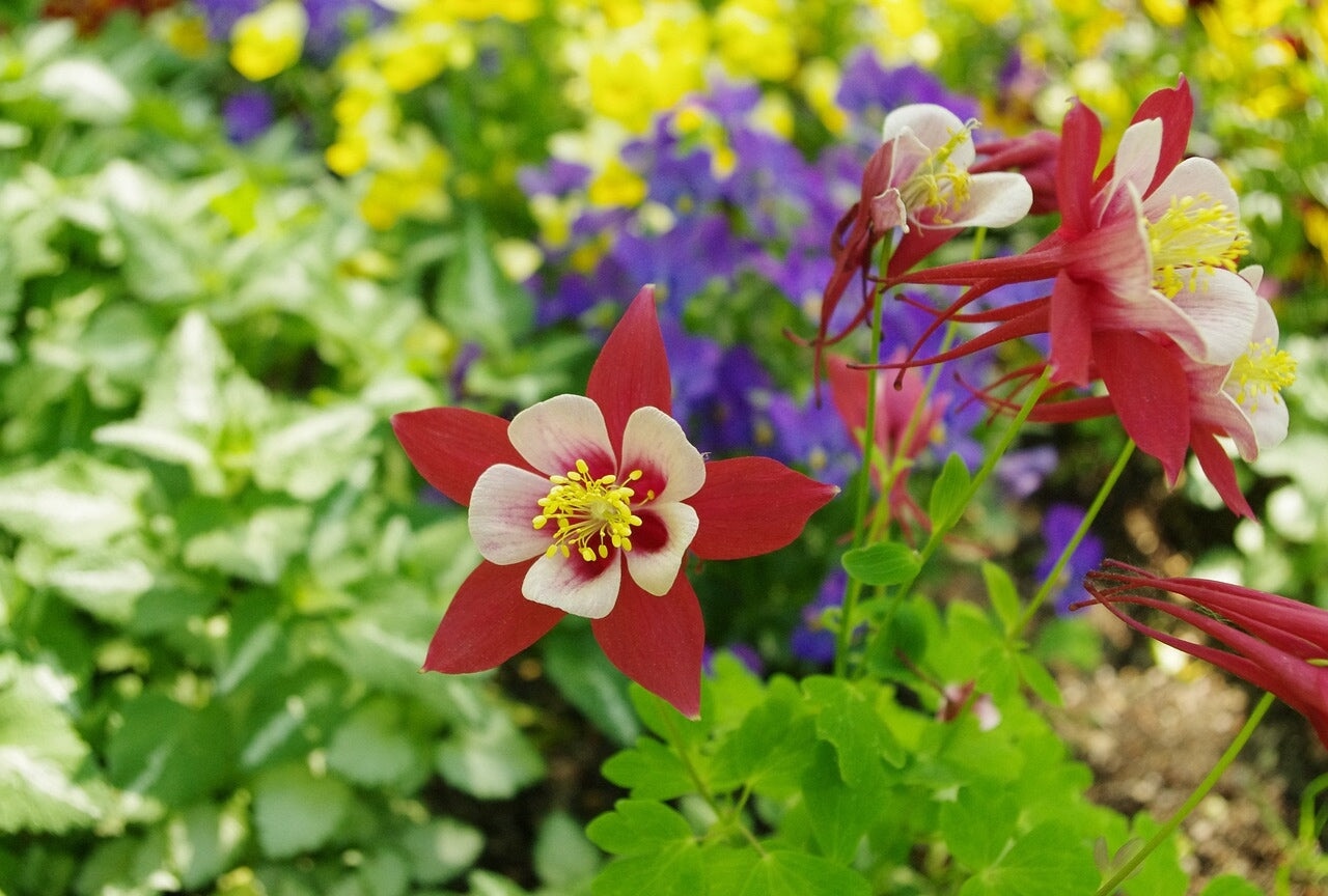15 Shade Loving Flowers for a Colorful Summer Garden Sow Right Seeds