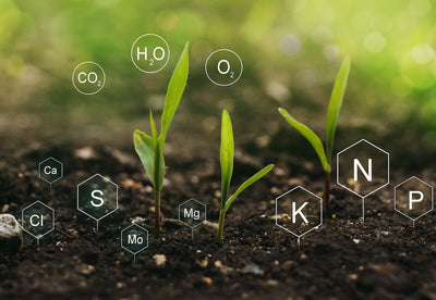 What Do Fertilizer Numbers Mean and Why It Matters For Your Home Garden