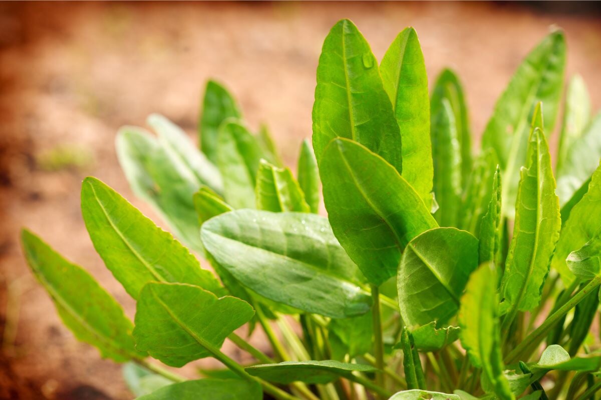 How to Grow Garden Sorrel from Seed for Easy Spring Nutrition  Sow Right  Seeds