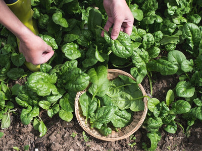 How to Grow the Sweetest Spinach Leaves You'll Ever Taste