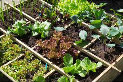 21 Best Seeds for Square Foot Gardening