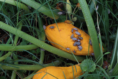 Stay Out! 4 Natural Ways to Get Rid of Squash Bugs in Your Garden