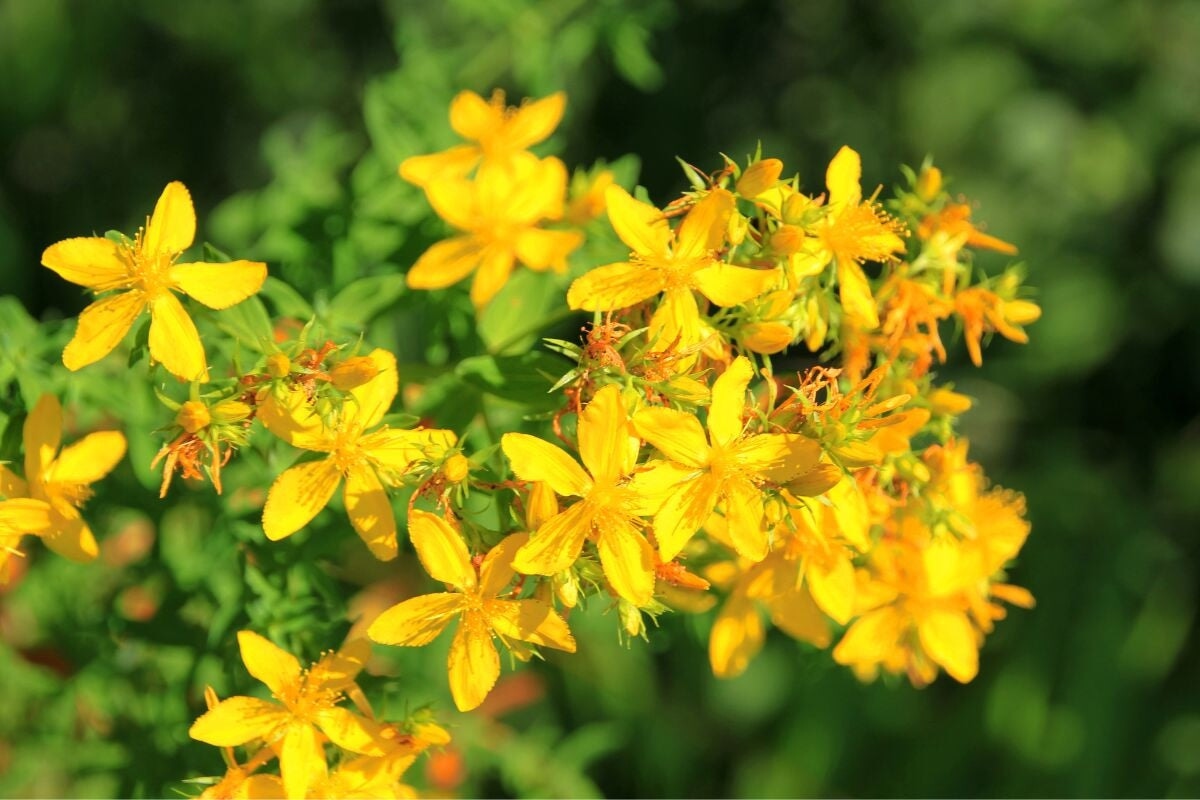 Growing St. John’s Wort: A Natural Approach To Improved Mental Health 