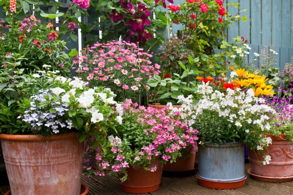 food for hydroponic plants Hydroponic Herb Bundle main image 0