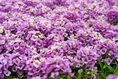 Grow Sweet Alyssum from Seed, the Filler Flower You'll Want Everywhere
