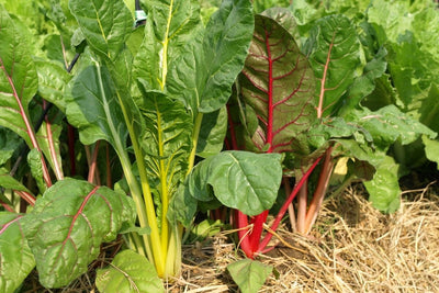 3 Reasons You'll Want to Plant and Grow Swiss Chard in Your Garden