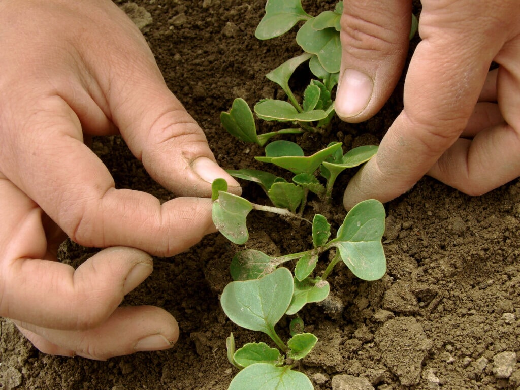 How & When to Thin Seedlings for a More Productive Garden  Sow Right Seeds