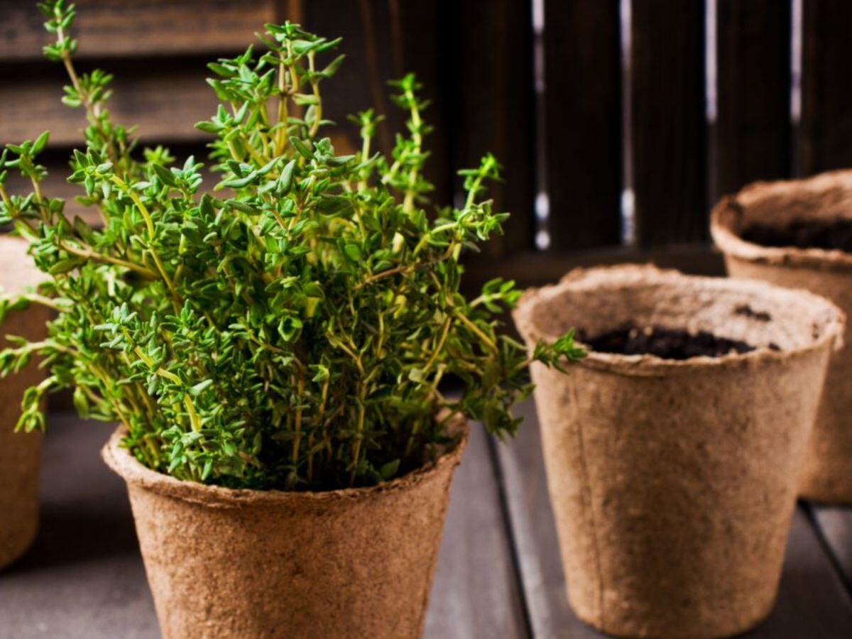 How to Grow Thyme: 4 Reasons Your Garden Needs This Essential Herb – Sow  Right Seeds
