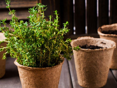 How to Grow Thyme: 4 Reasons Your Garden Needs This Essential Herb