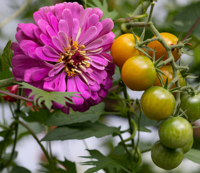 What Grows Well With Tomatoes? The A to Z Tomato Companion Plant Guide