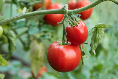 Determinate vs Indeterminate Tomatoes: What they are and why it matters.