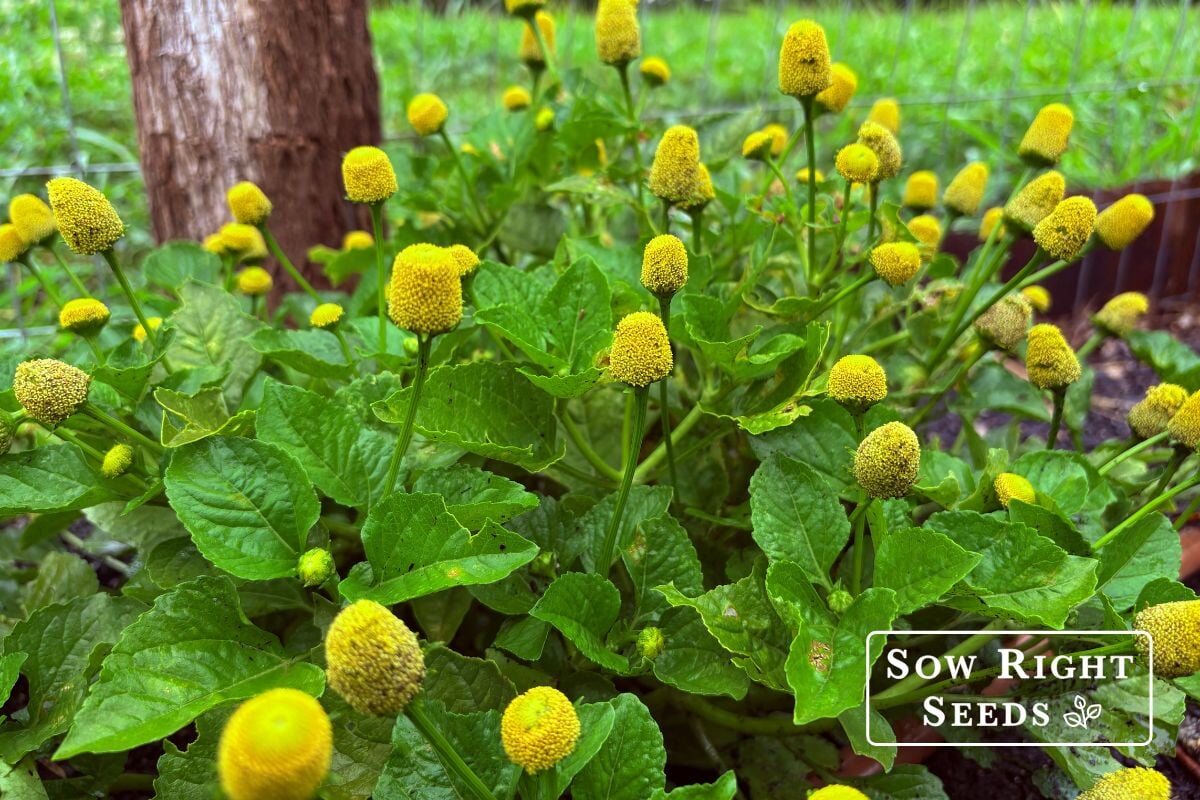 How to Grow Toothache Plant (Spilanthes) From Seed to Flower  Sow Right  Seeds