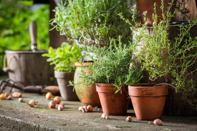 10 Fun Types of Containers for Gardening