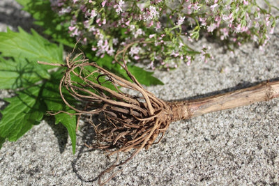 How to Grow Valerian Root from Seed to Harvest