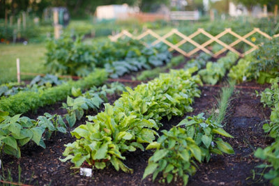 Top 10 Easiest Vegetables to Grow from Seed