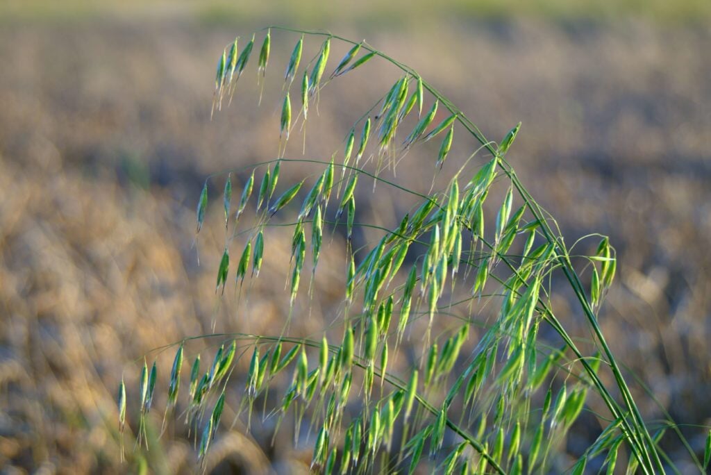 Winter Oats: A Cover Crop to Improve Your Home Garden Soil – Sow