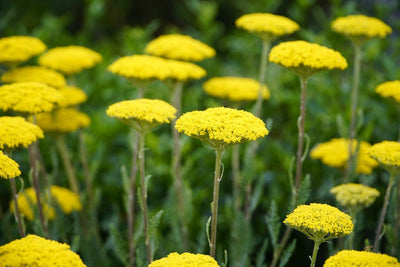 Yarrow: A Medicinal Herb with Countless Uses