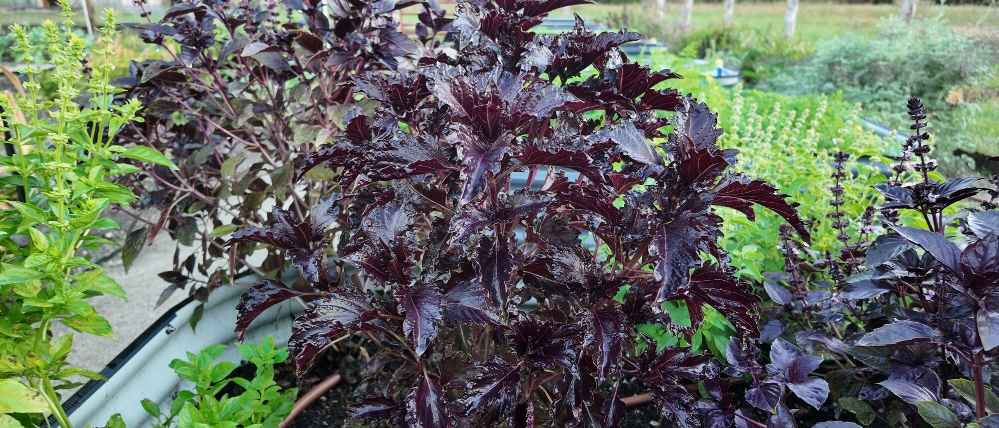 Shop New Heirloom Seeds for Your 2025 Garden