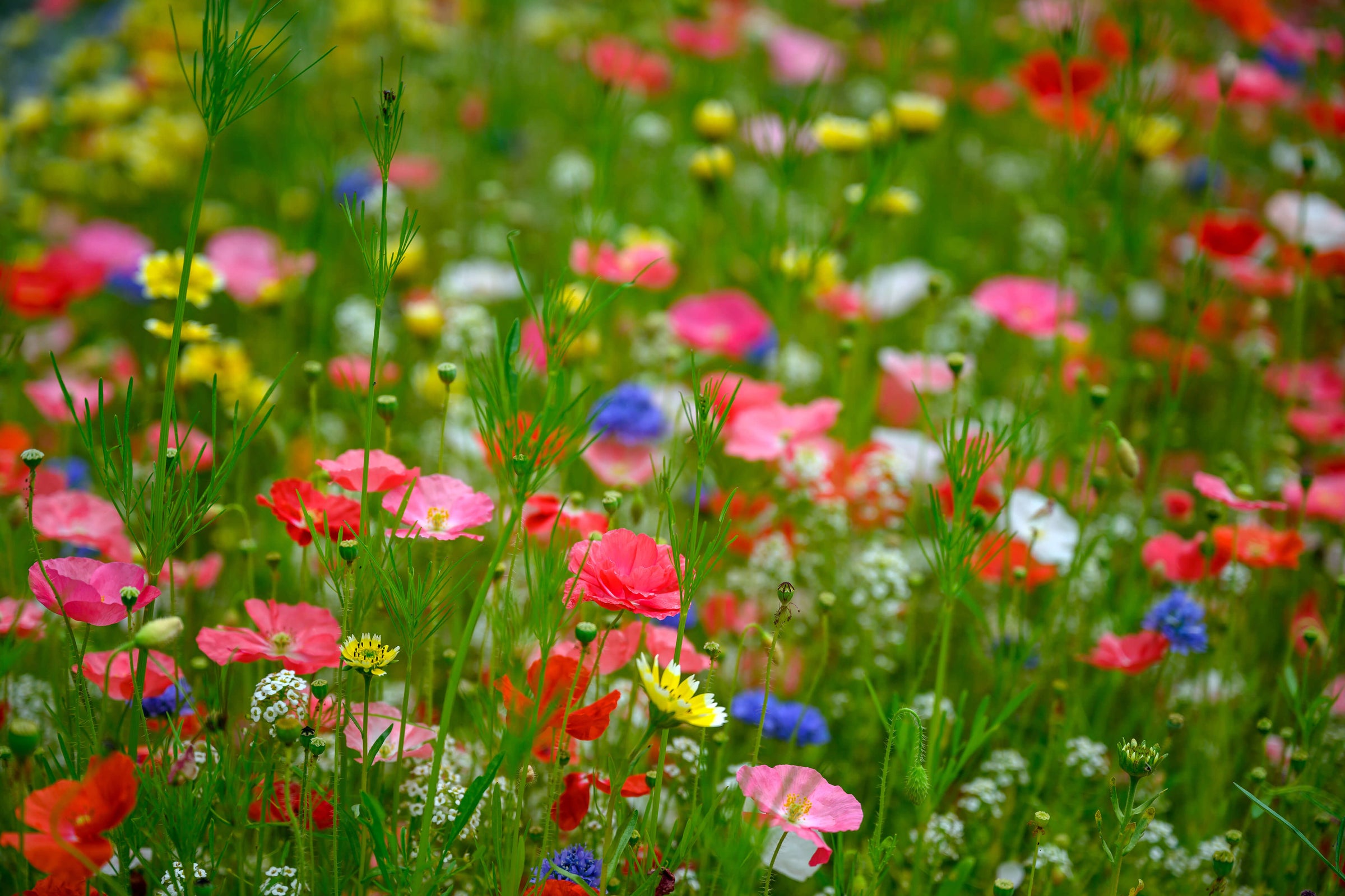 Grow a native wildflower garden