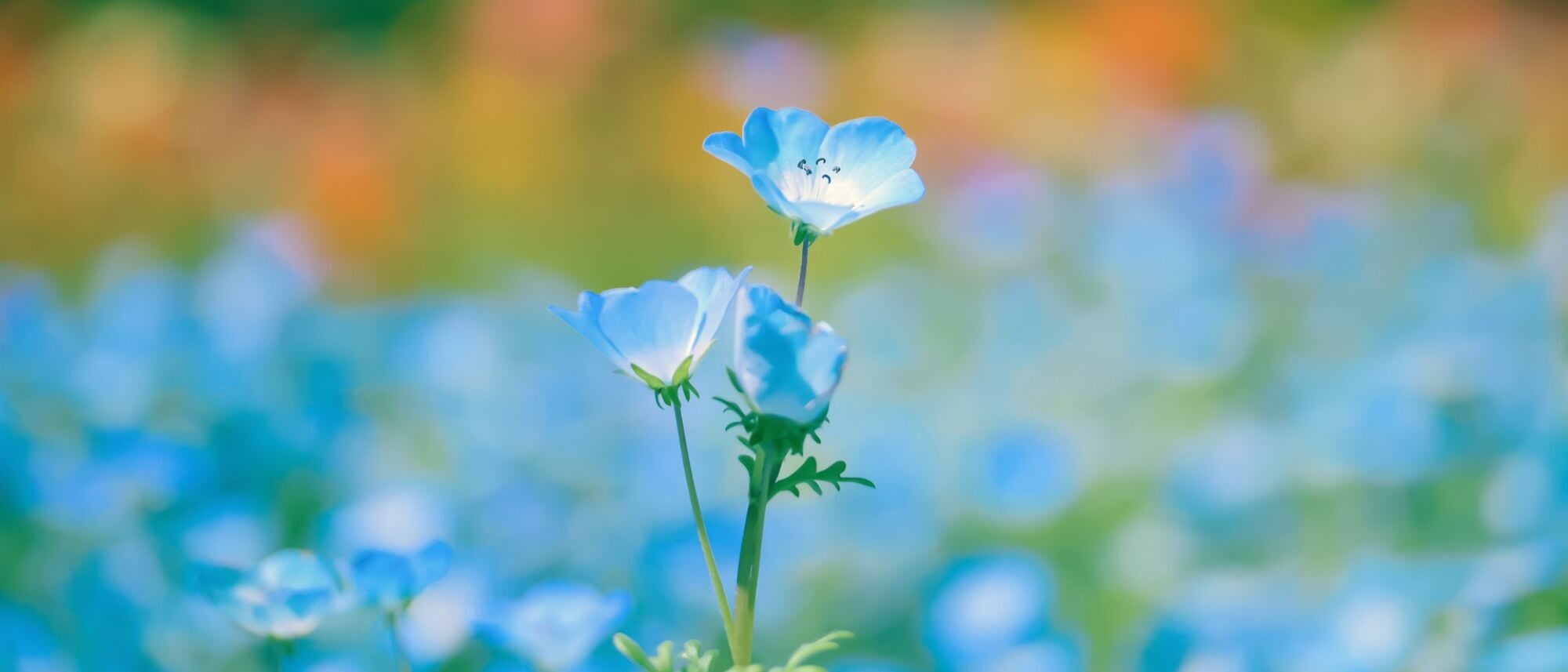 Baby blue flower blooming in a field grow baby blue eyes flowers