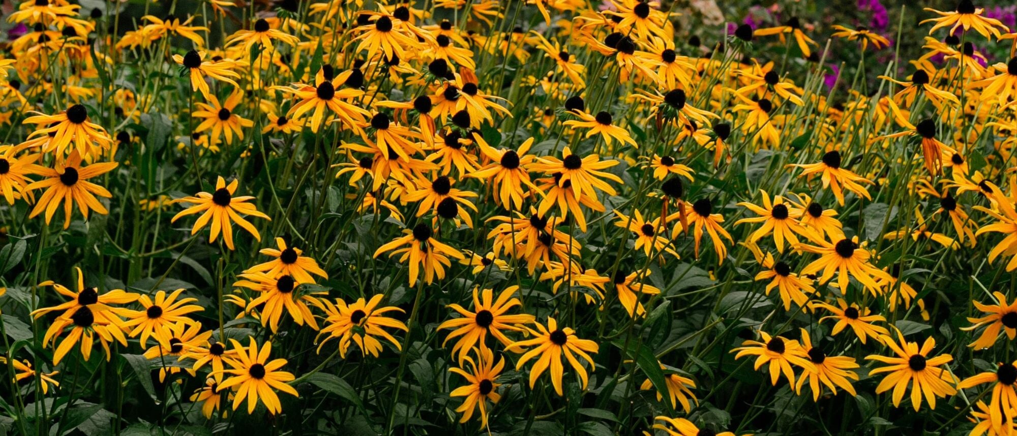 Grow beautiful perennial blooms with black eyed susan rudebeckia flower seeds