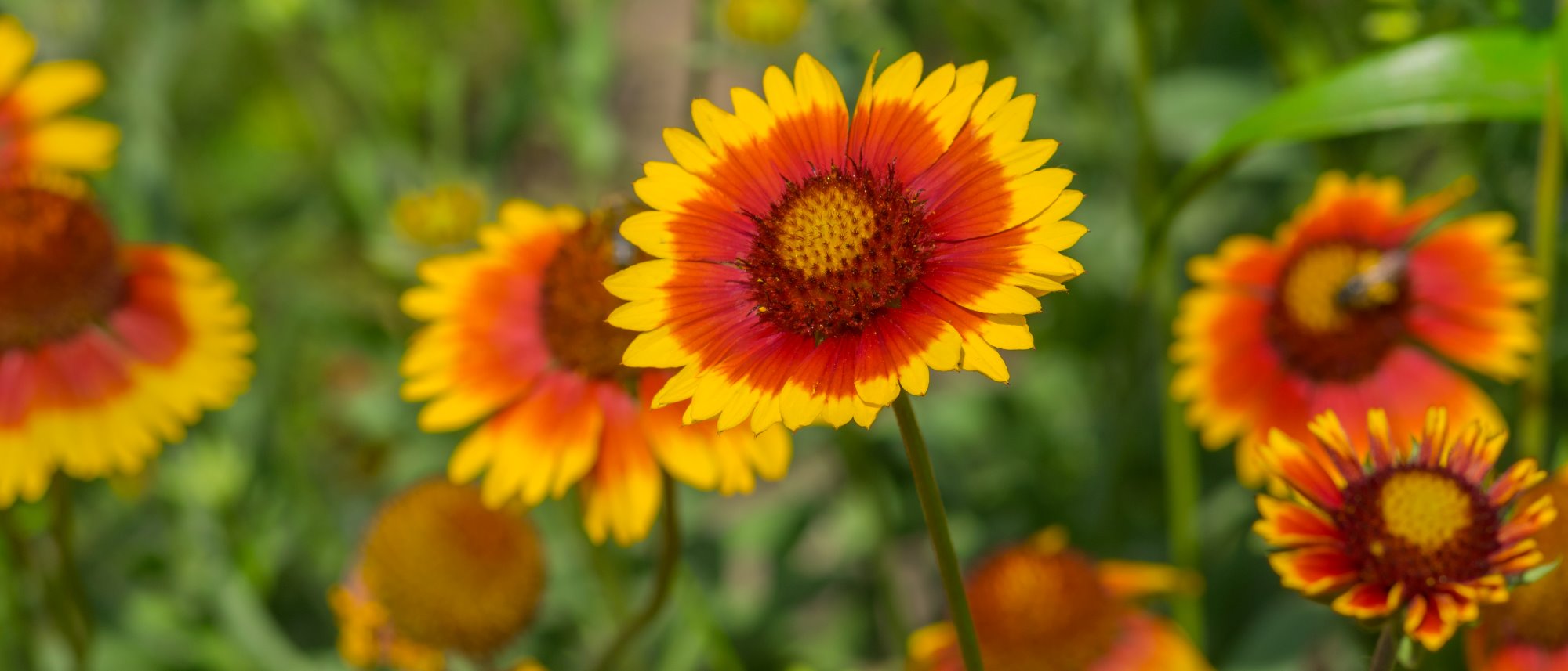 Blanket Flower