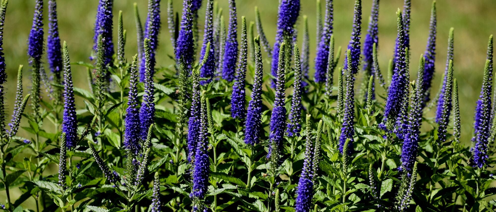 Grow gayfeather in your perennial flower garden