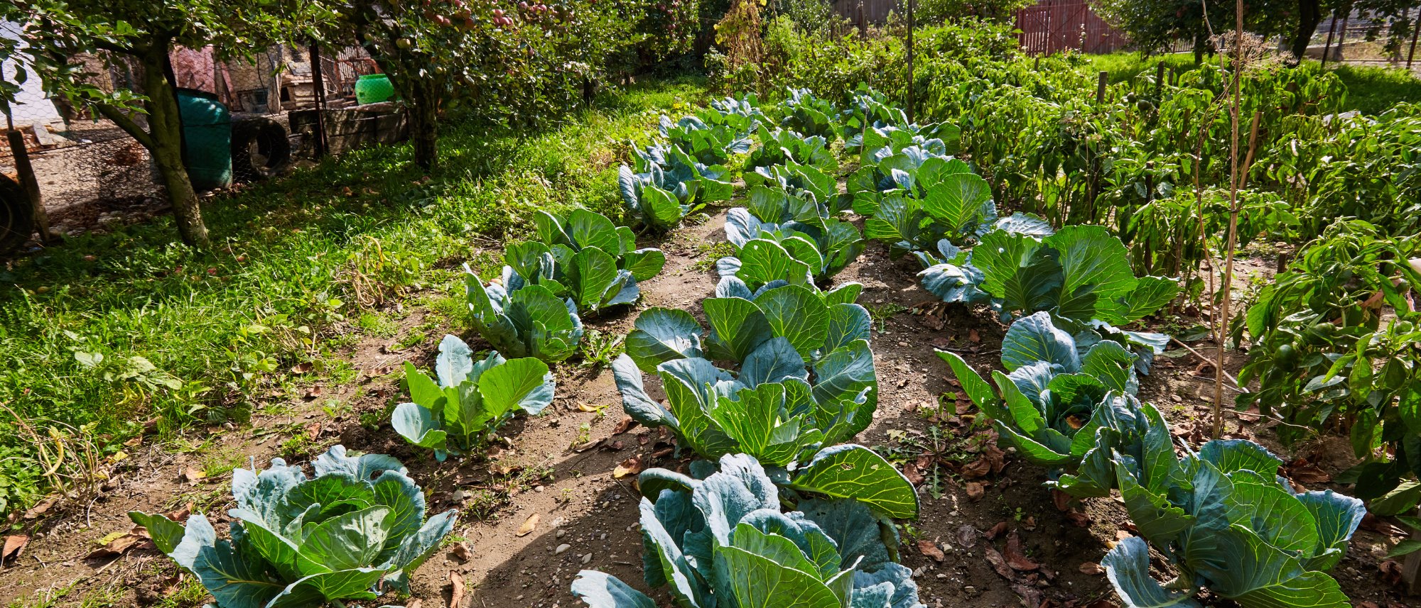 Bulk Vegetables