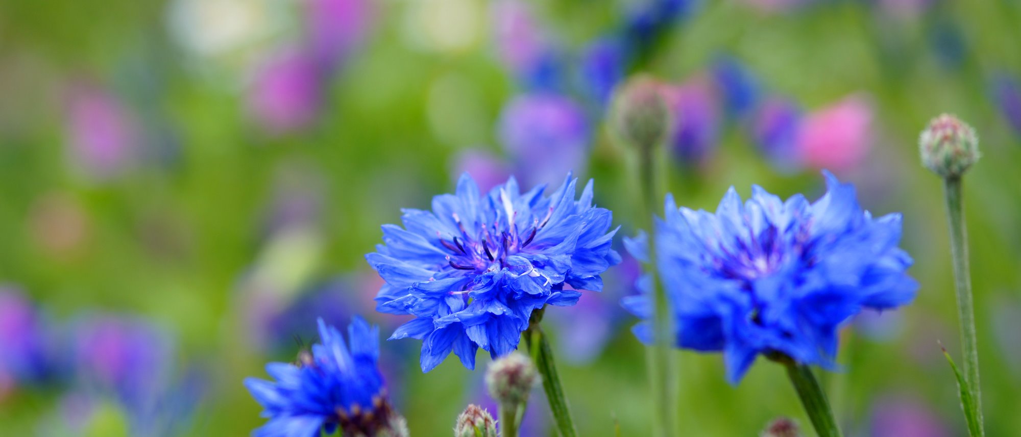 Cornflower