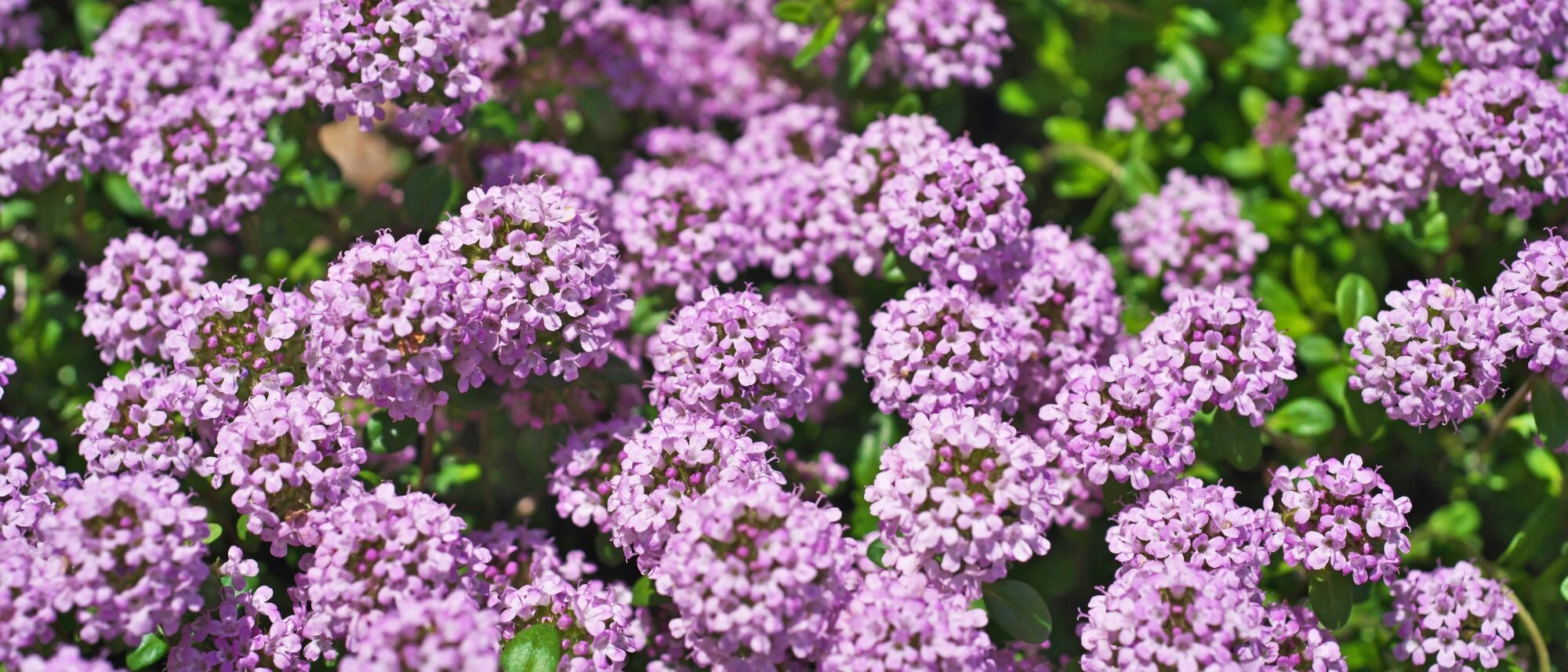 Low growing groundcover creeping thyme flower seeds to grow