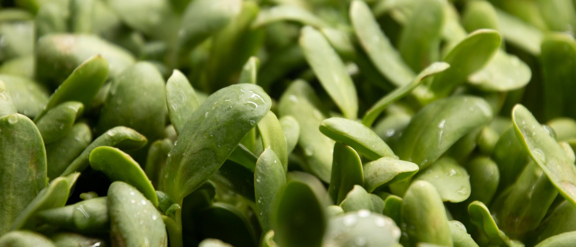 Grow your own crunchy and nutritious sprouts