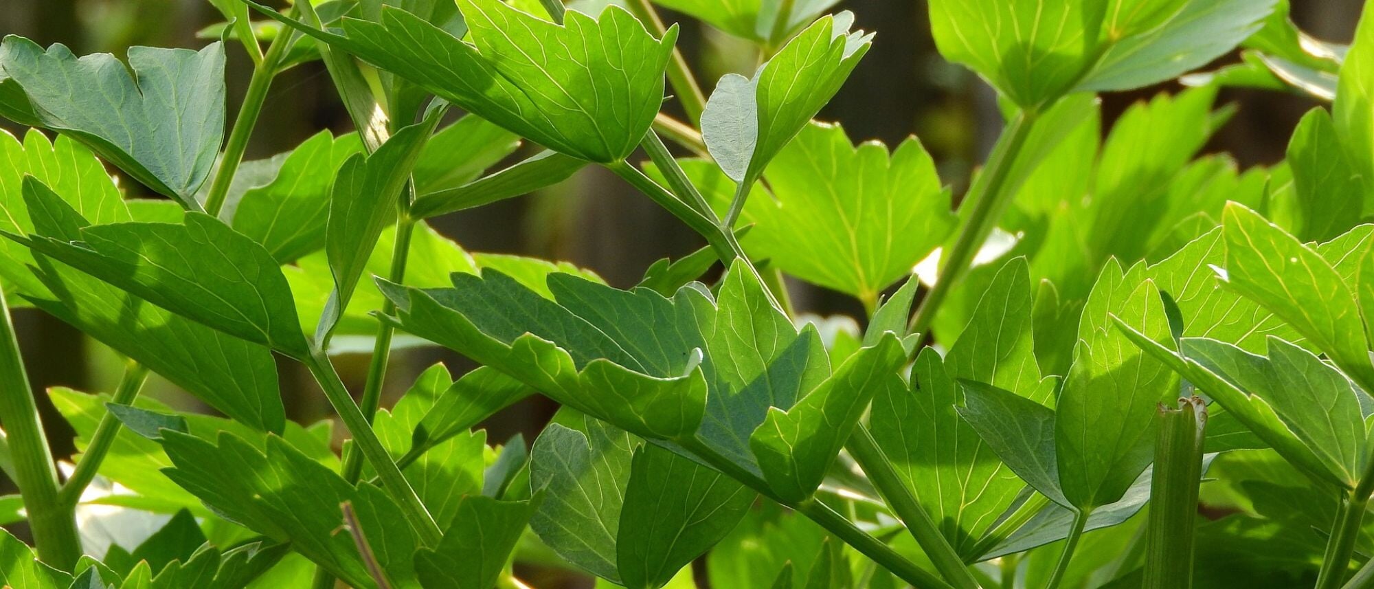 Grow lovage in your home herb garden