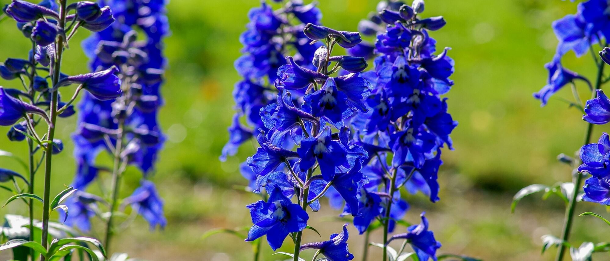 Grow larkspur in your flower garden
