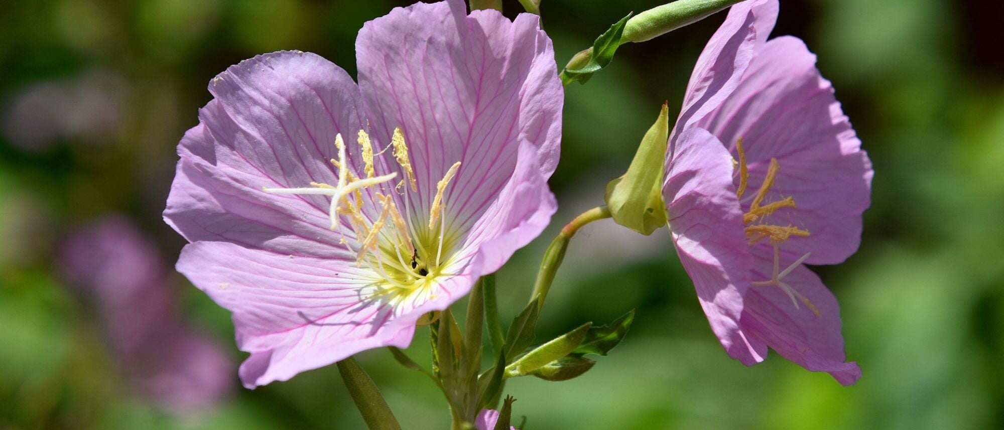 light pink evening primrose flowers