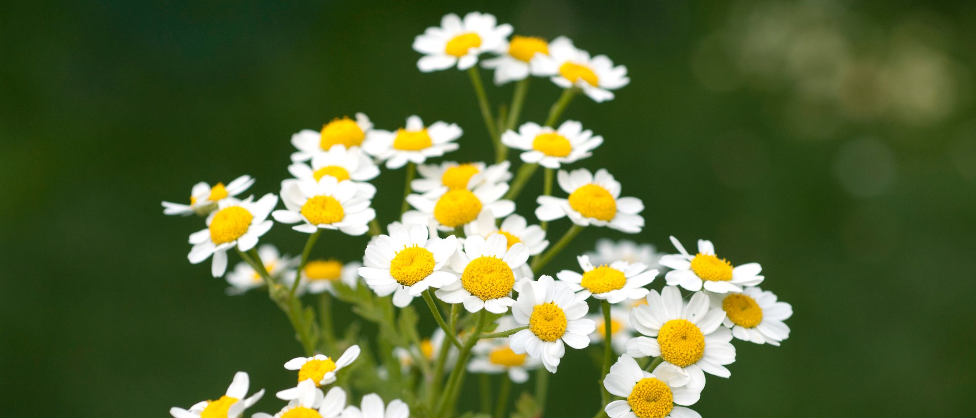 Feverfew