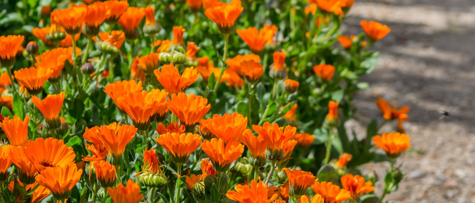 Bulk Flowers