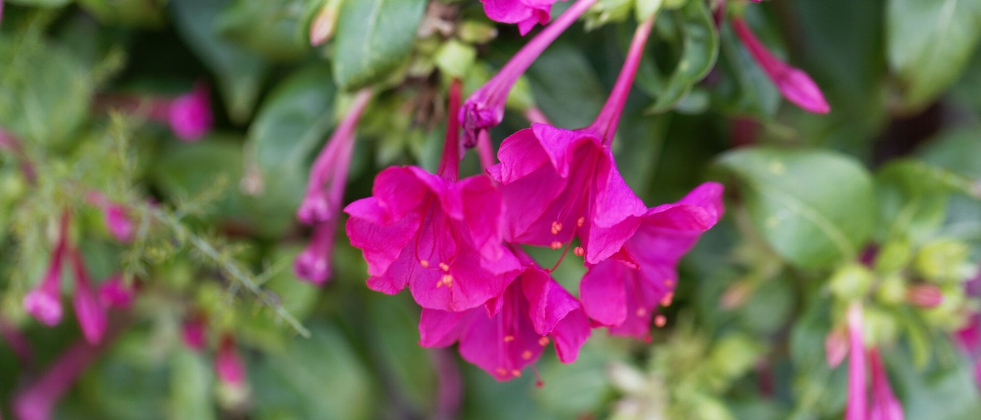 Four O'Clock Flower