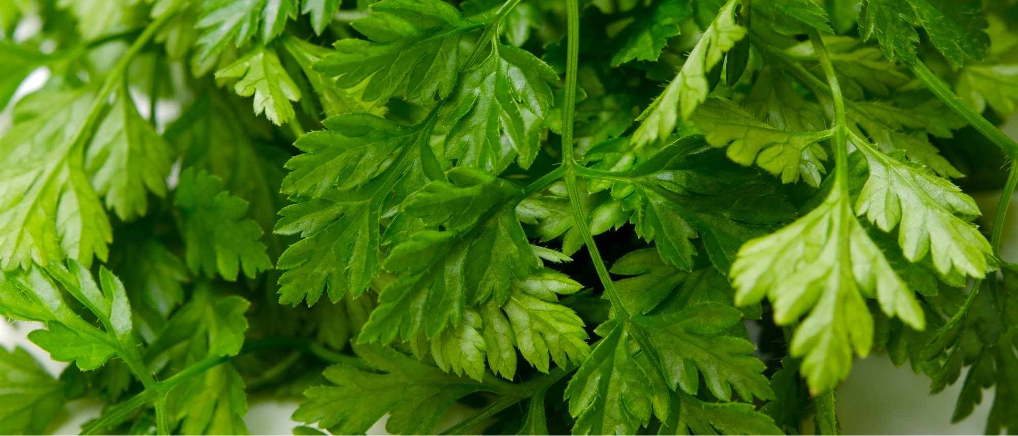 Chervil