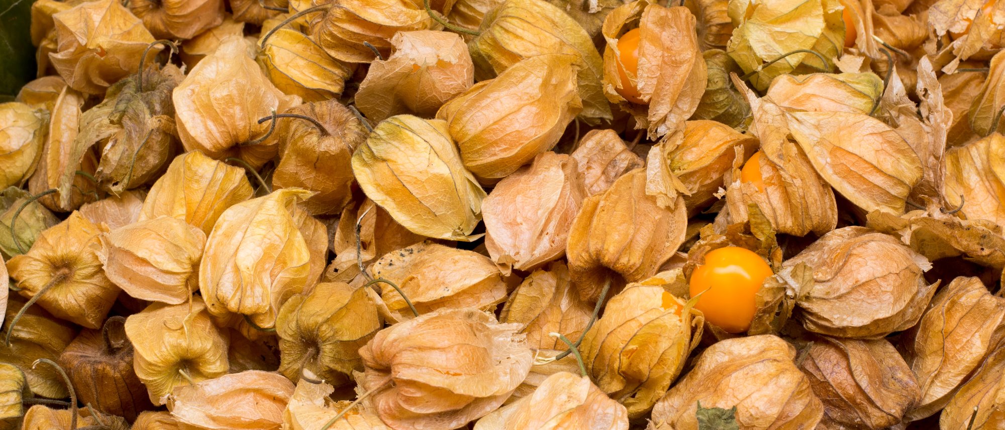 Ground Cherries